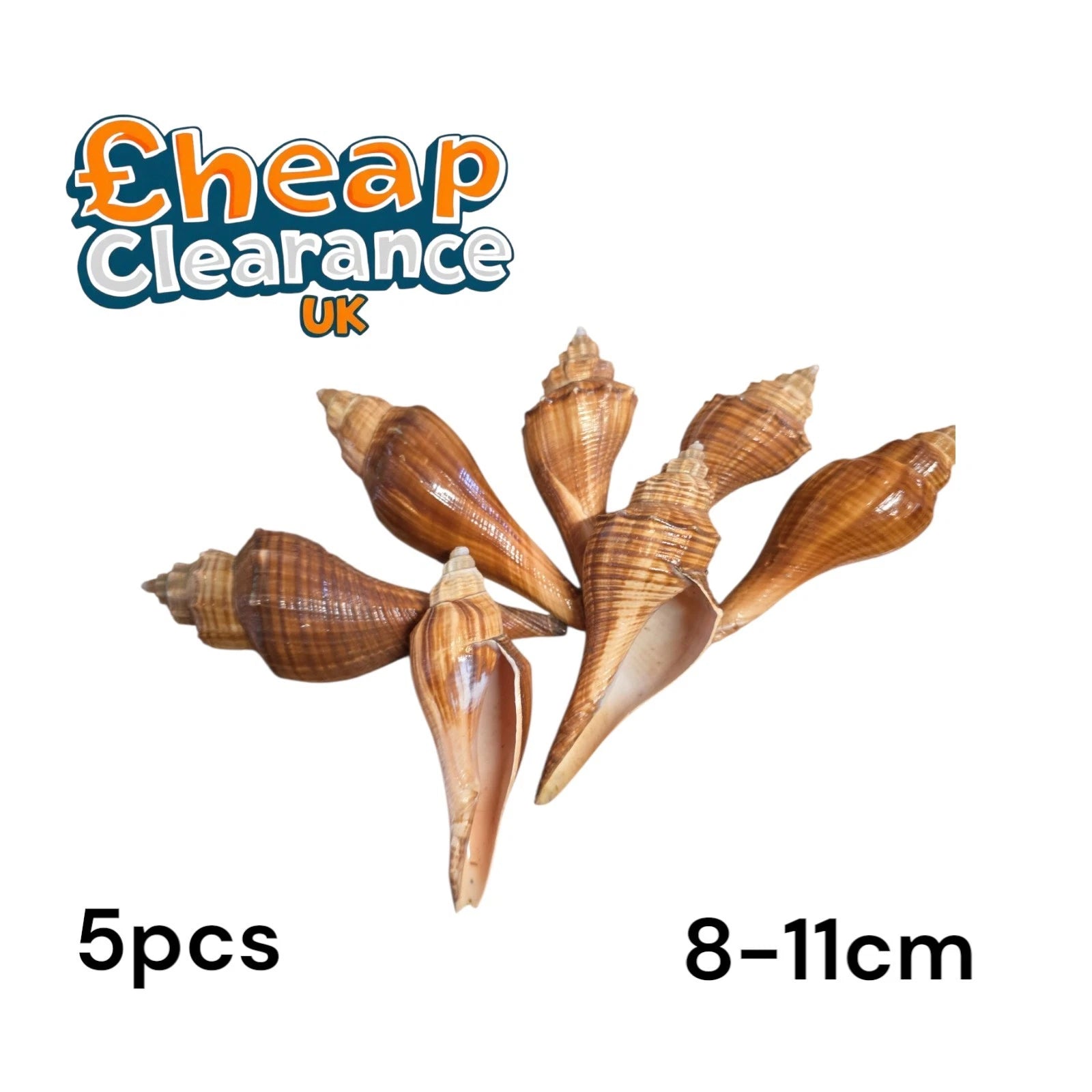 5x Sea shell Volema carinifera 5pcs 8-11cm mix