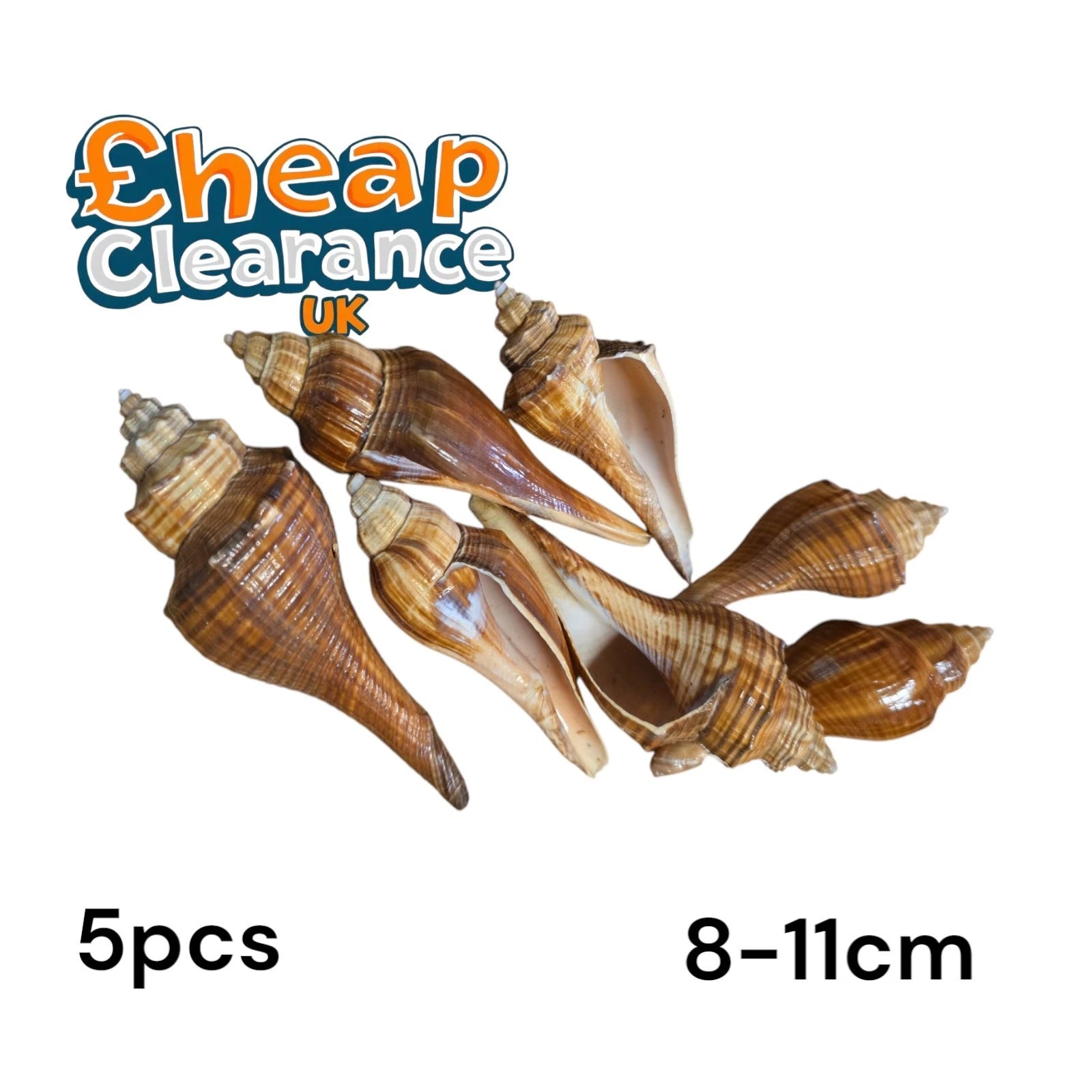 5x Sea shell Volema carinifera 5pcs 8-11cm mix