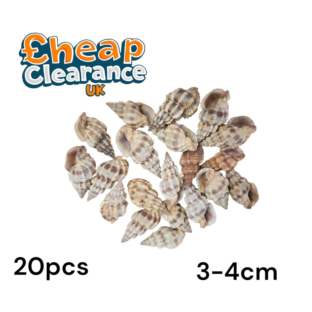 20x , Thorny Phos Senticosus 3-4cm Craft Seashells Sea Shells Jewellery Candle