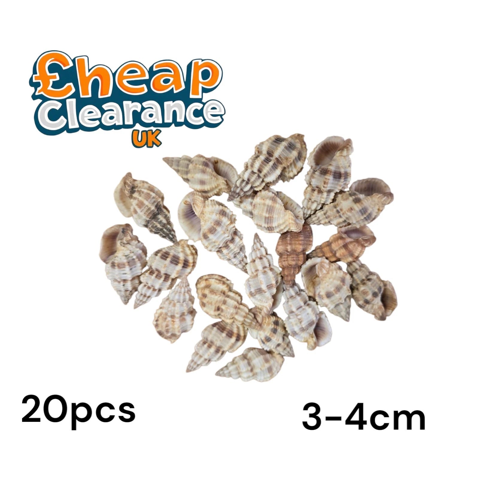 20x , Thorny Phos Senticosus 3-4cm Craft Seashells Sea Shells Jewellery Candle