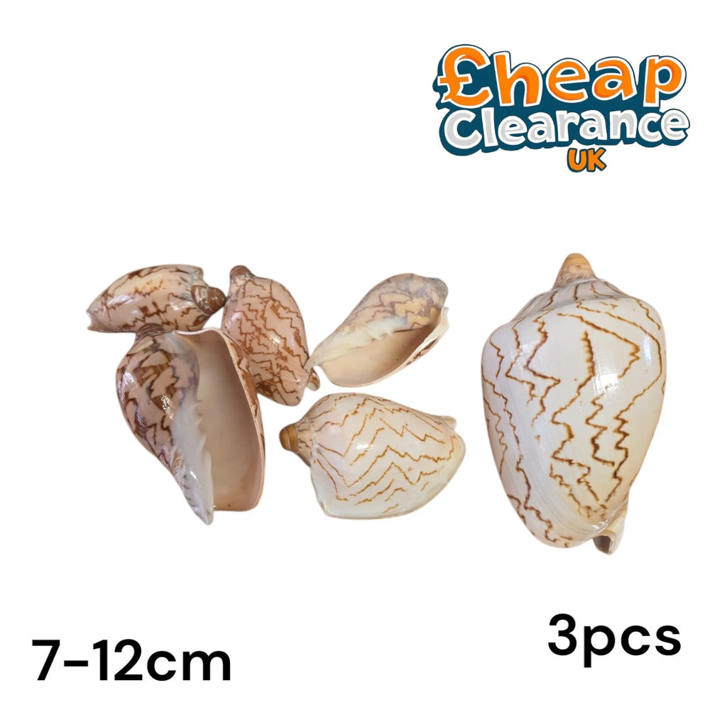 Volute Noble Seashell 'Cymbiola Nobilis' very chunky seashell 7-12cm