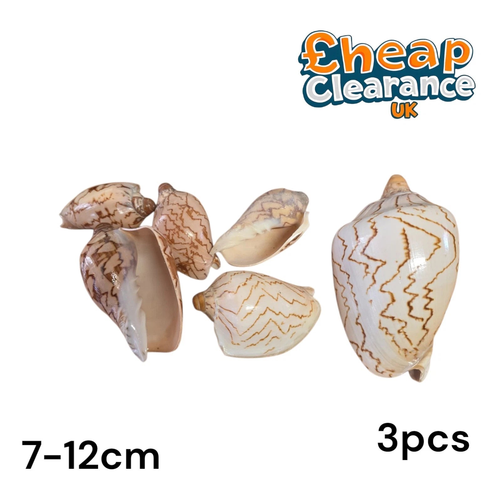 Volute Noble Seashell 'Cymbiola Nobilis' very chunky seashell 7-12cm