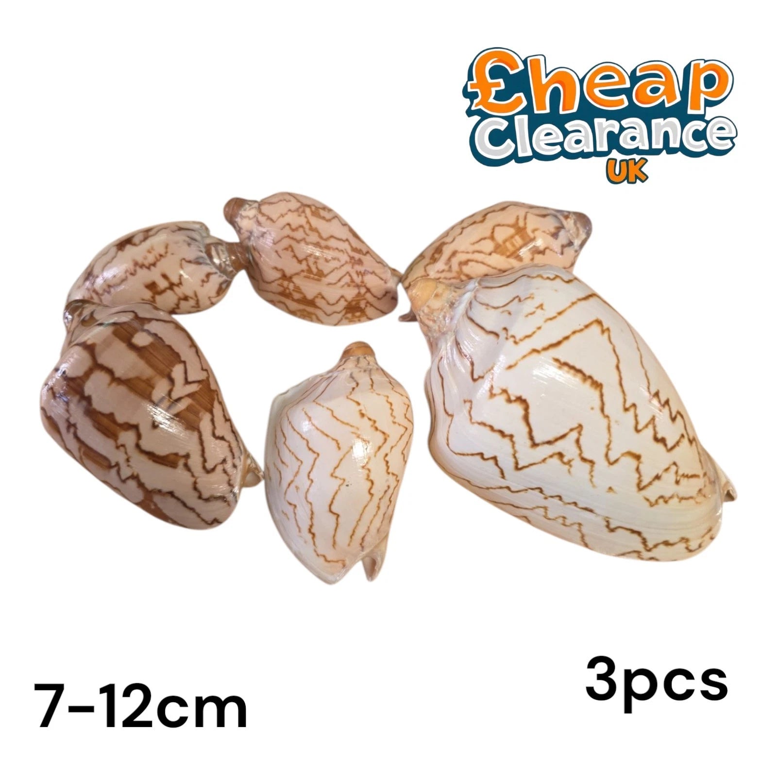Volute Noble Seashell 'Cymbiola Nobilis' very chunky seashell 7-12cm