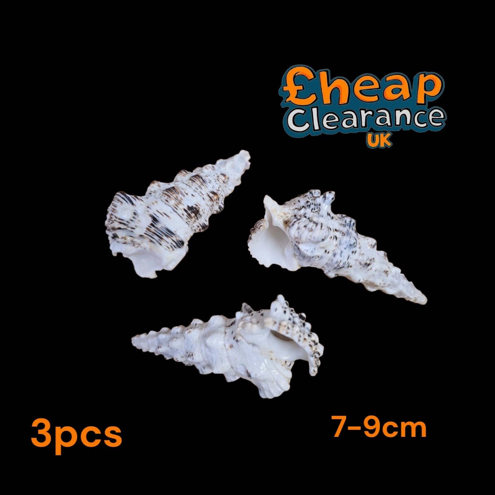 3x CERITHIUM NODULOSUM 8-9cm Sea Shells Limited stock