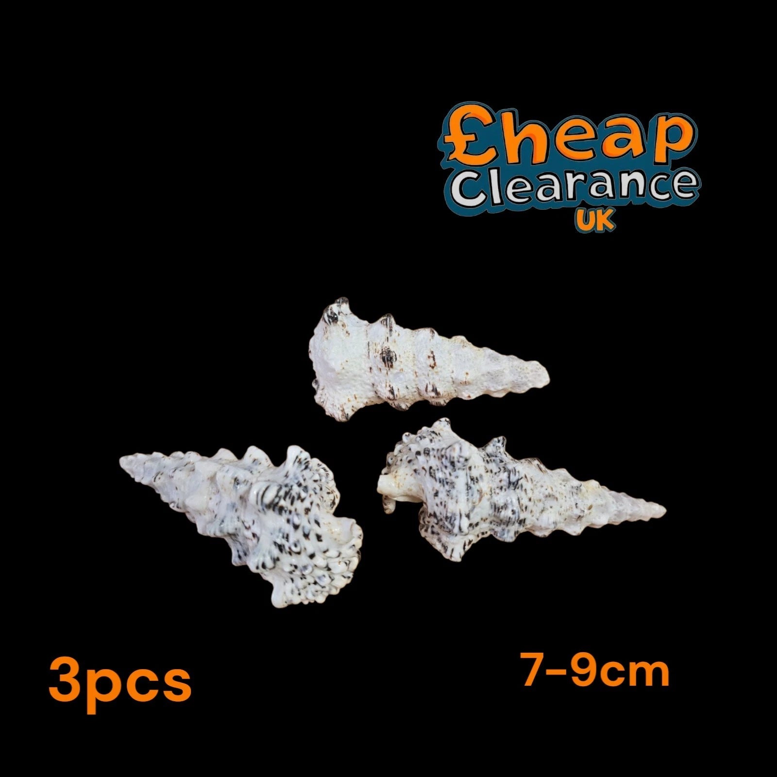 3x CERITHIUM NODULOSUM 8-9cm Sea Shells Limited stock