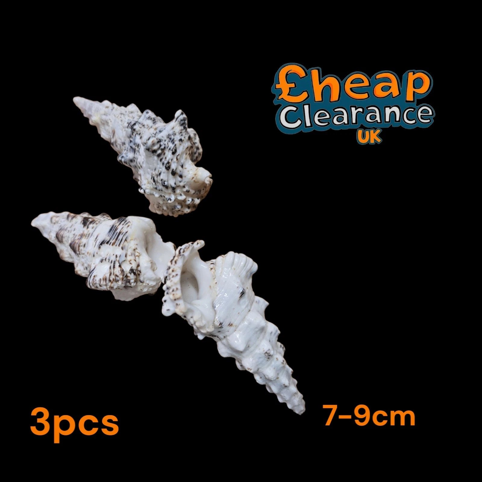 3x CERITHIUM NODULOSUM 8-9cm Sea Shells Limited stock