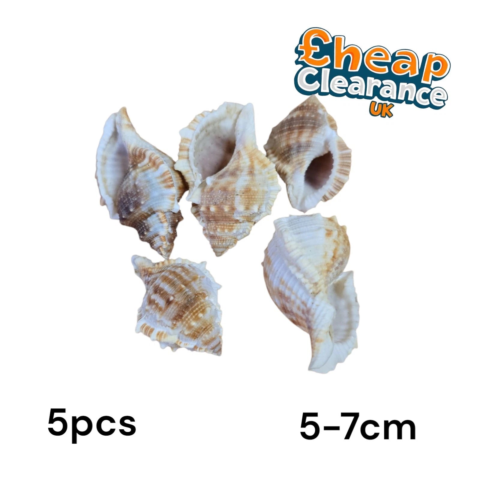 5pcs CHARONIA LAMPAS seashell Mediterranean Gastropoda 5-7cm