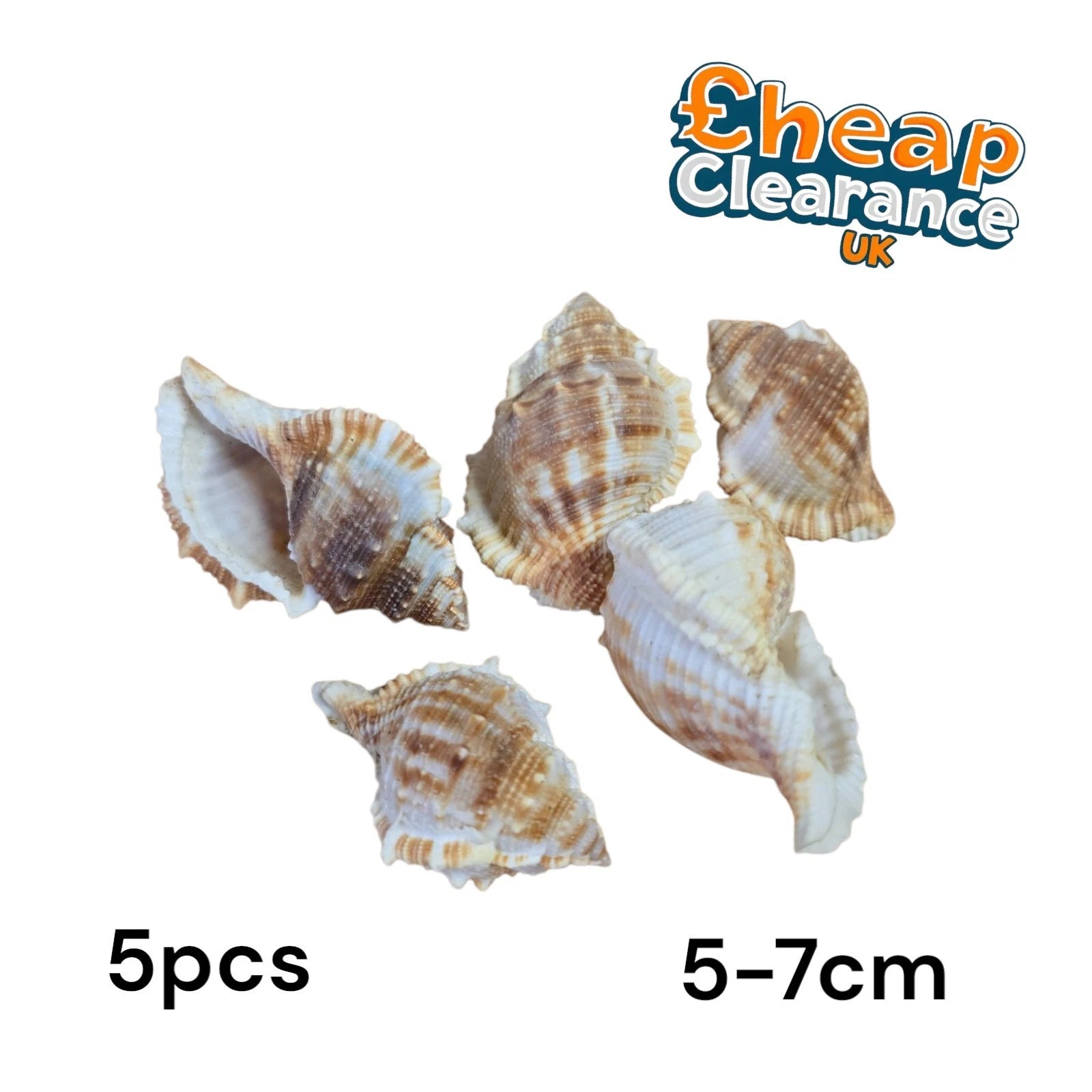 5pcs CHARONIA LAMPAS seashell Mediterranean Gastropoda 5-7cm