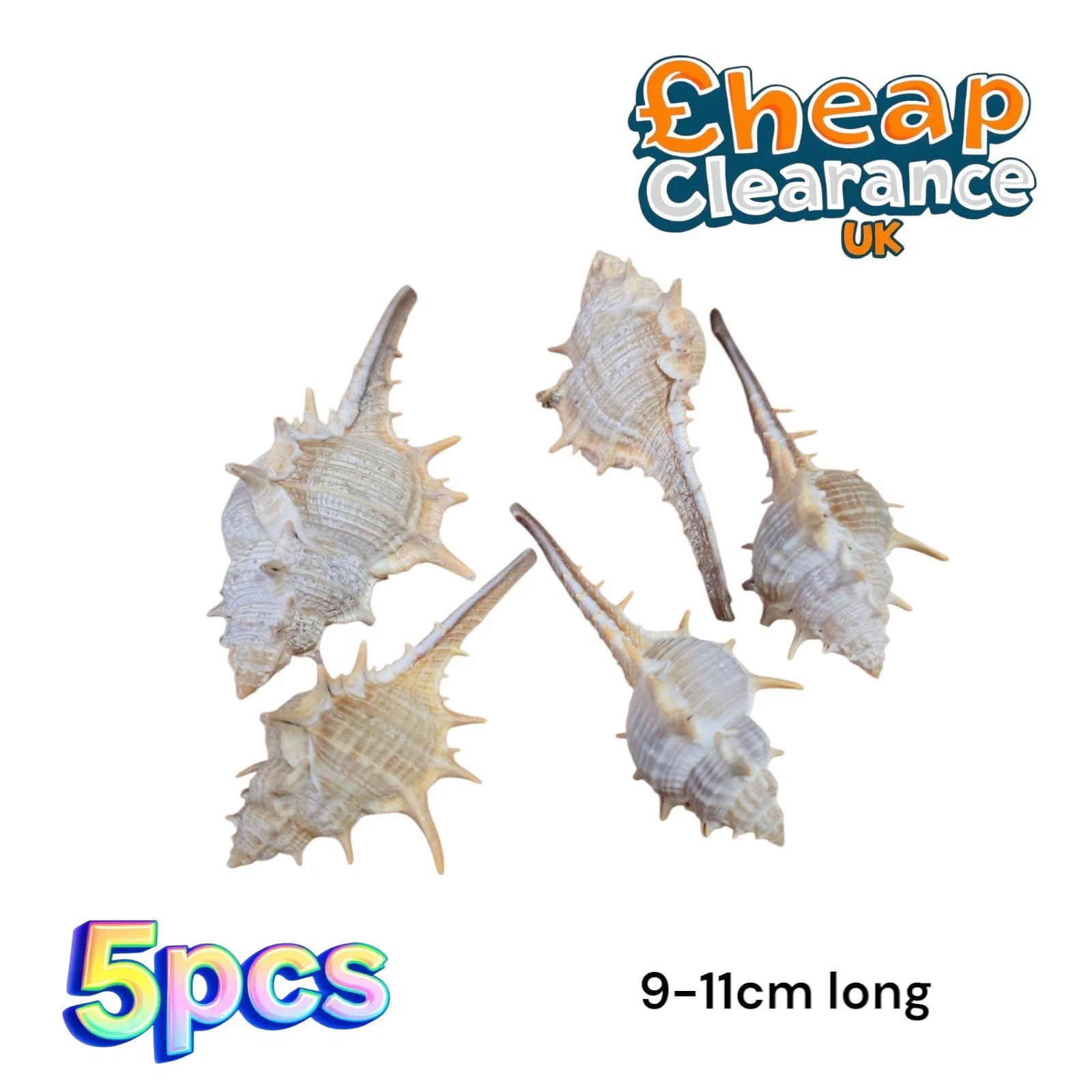 5x Murex Trapa 9-11cm long Sea Shells Set of 5