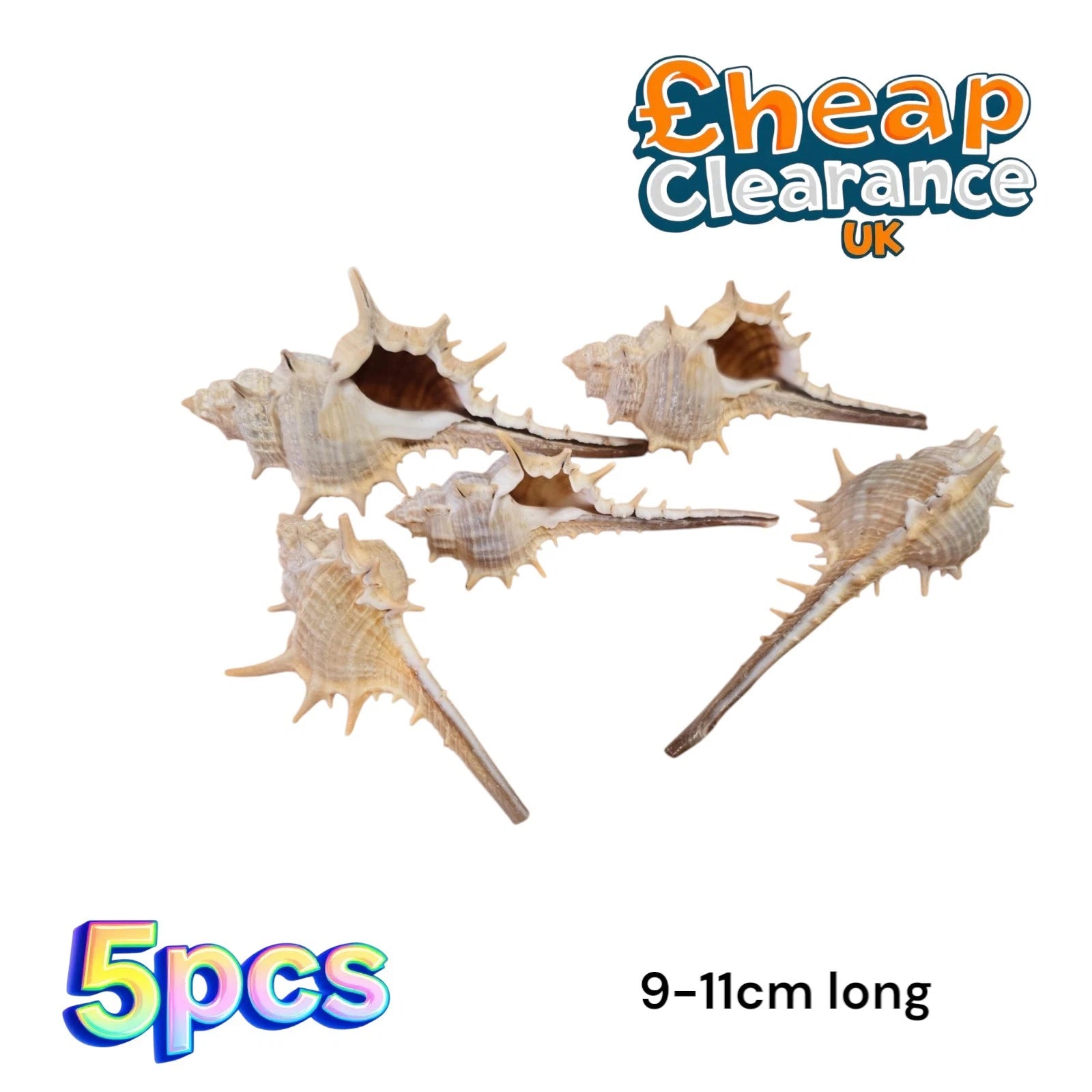 5x Murex Trapa 9-11cm long Sea Shells Set of 5