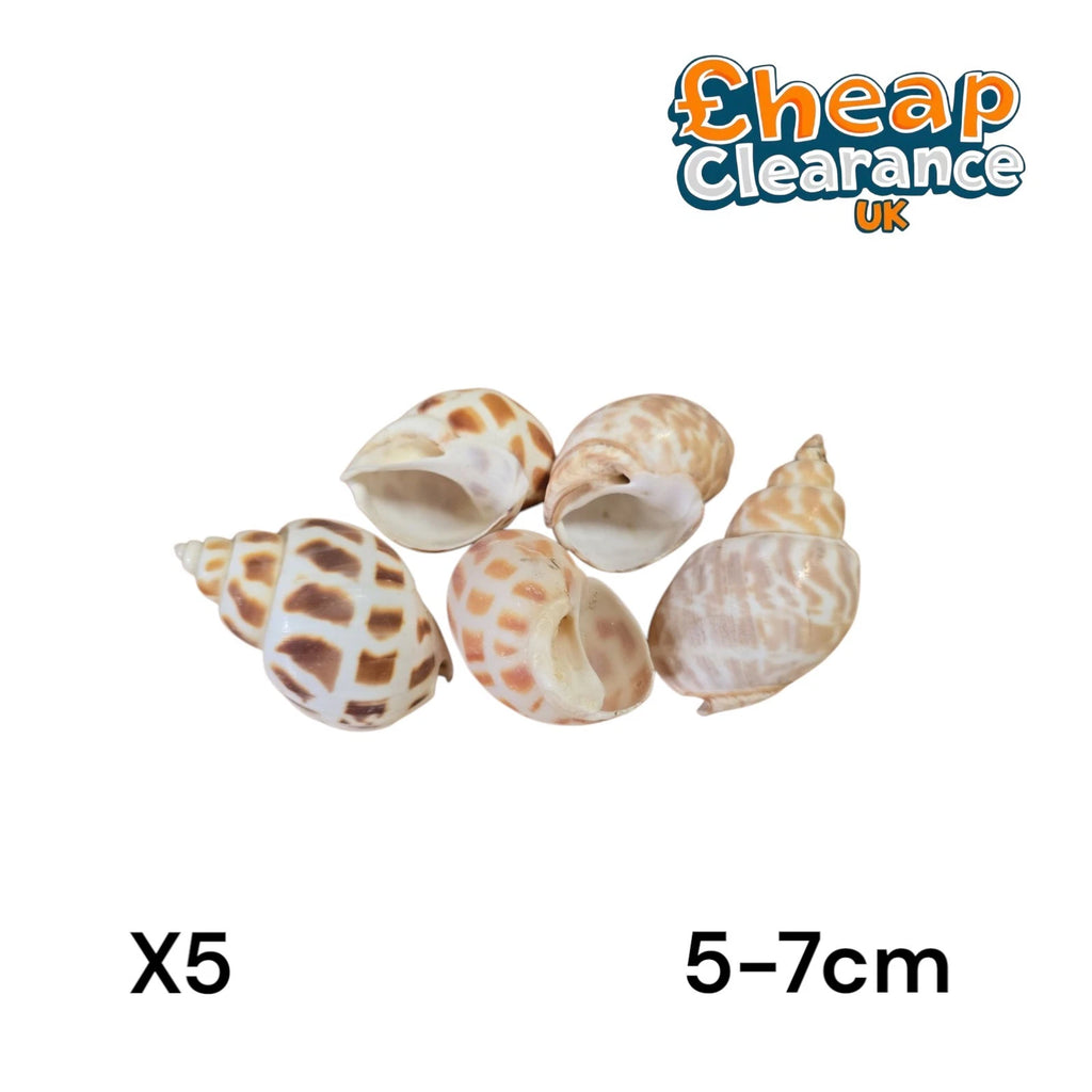5 x Babylonia Areolata small 5-6-7cm Babylon Shell Craft Seashells