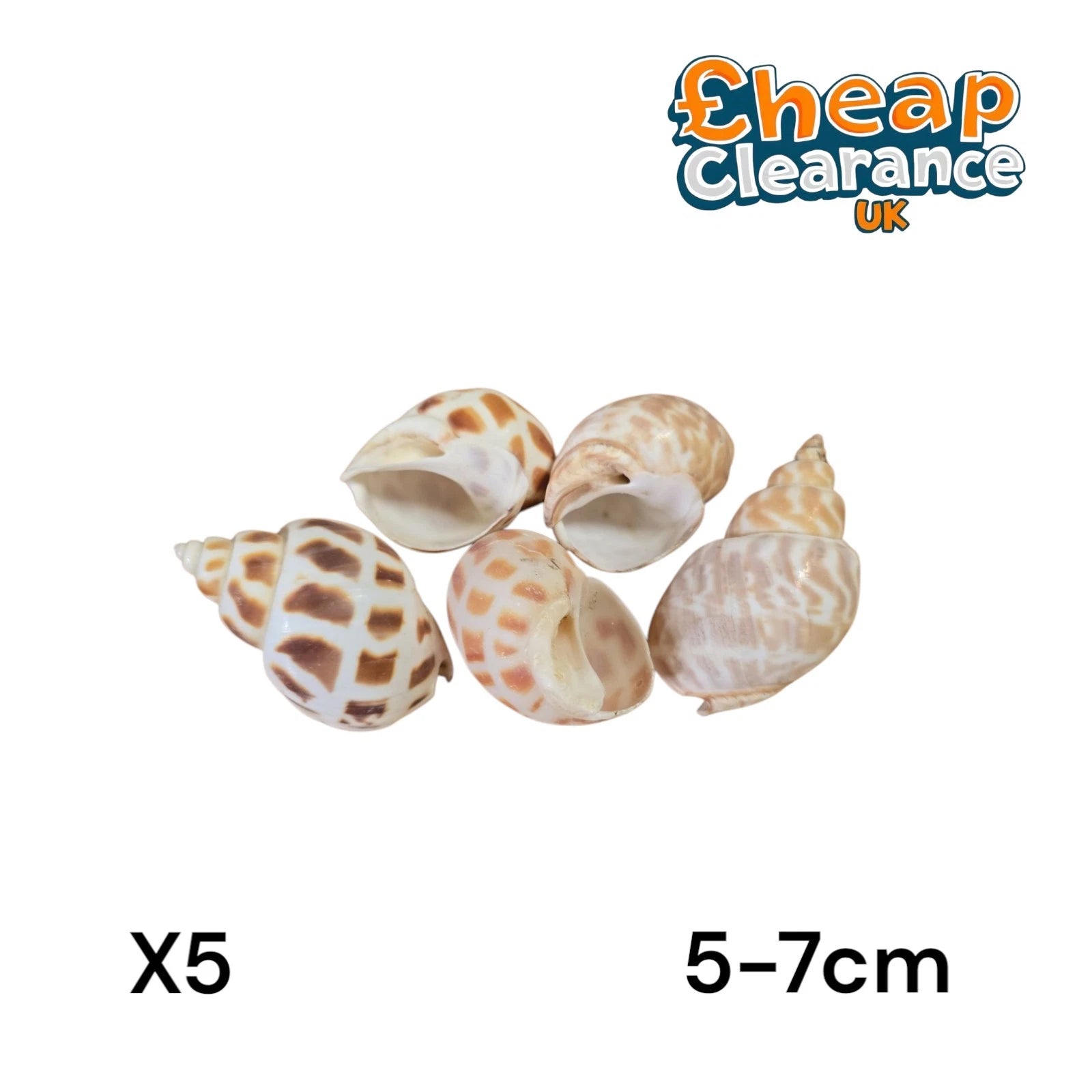 5 x Babylonia Areolata small 5-6-7cm Babylon Shell Craft Seashells