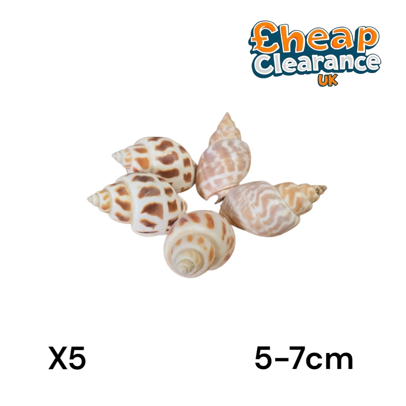 5 x Babylonia Areolata small 5-6-7cm Babylon Shell Craft Seashells