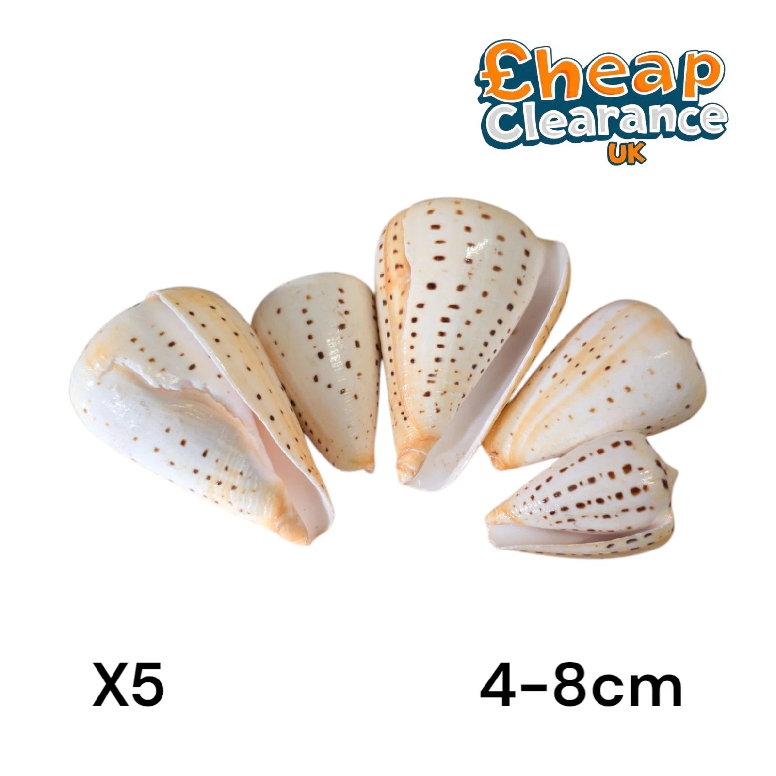 5x SHELLS Leopard Cone Seashell | Conus Leopardus amadis Large 4-8cm | X5 Shells