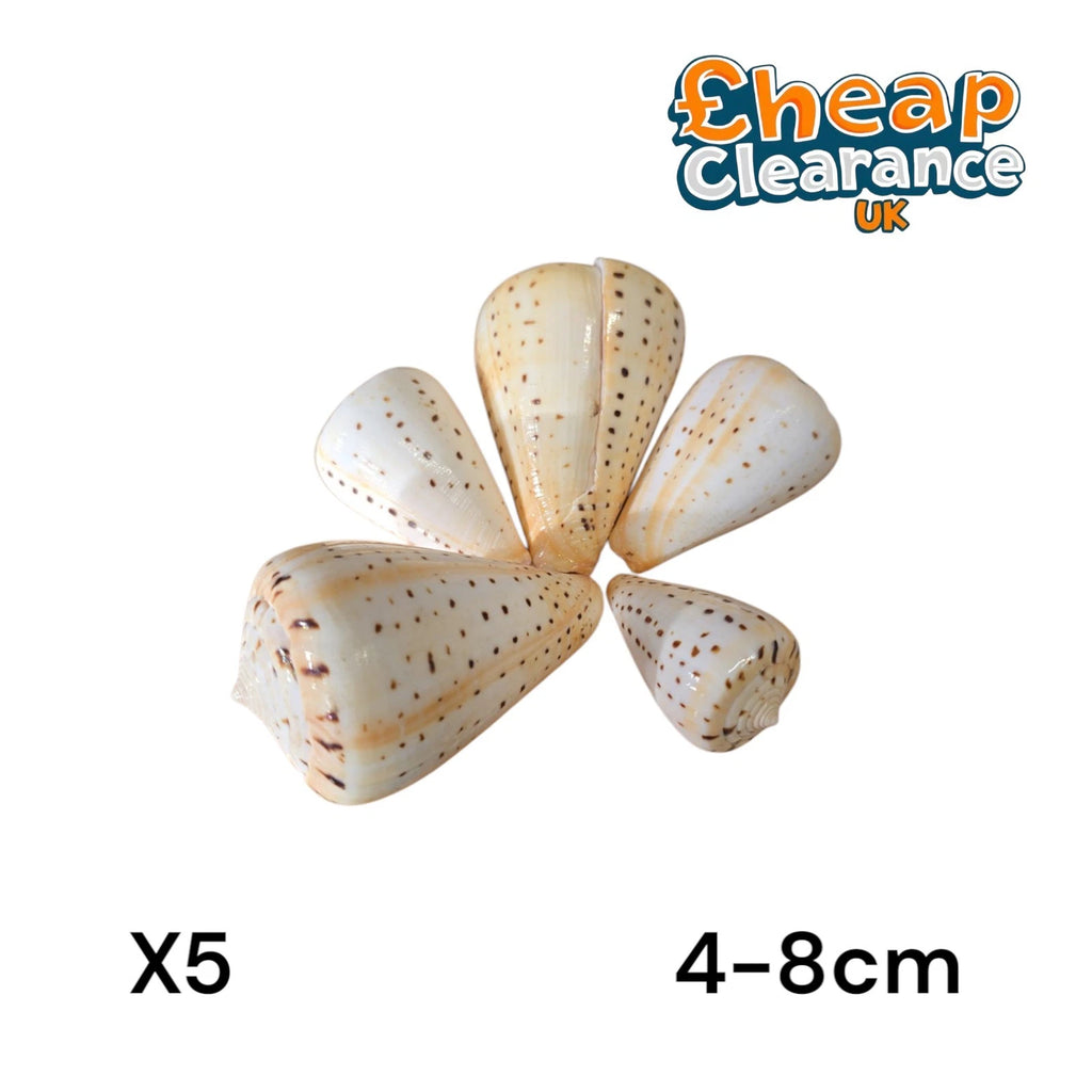 5x SHELLS Leopard Cone Seashell | Conus Leopardus amadis Large 4-8cm | X5 Shells