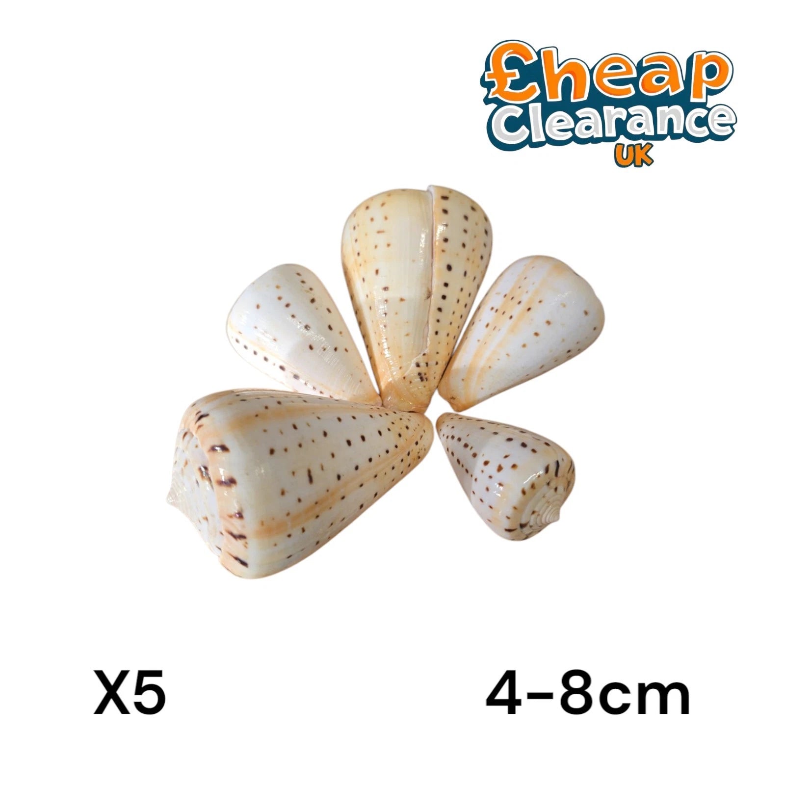 5x SHELLS Leopard Cone Seashell | Conus Leopardus amadis Large 4-8cm | X5 Shells