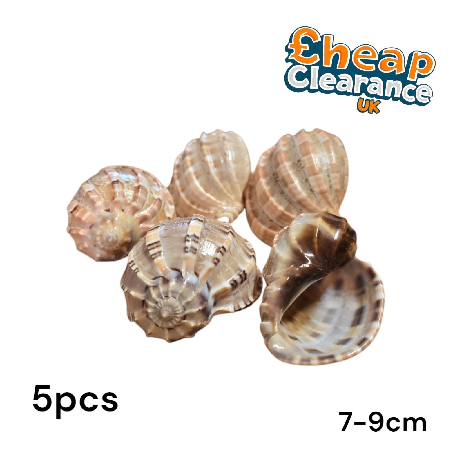 5x Large Harp Conch Natural Sea Shells for Beach Theme Party Home Decorations