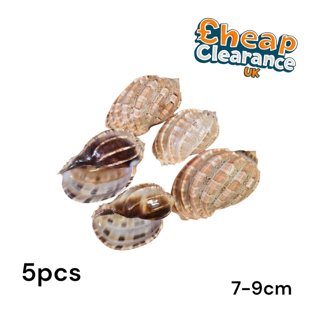 5x Large Harp Conch Natural Sea Shells for Beach Theme Party Home Decorations