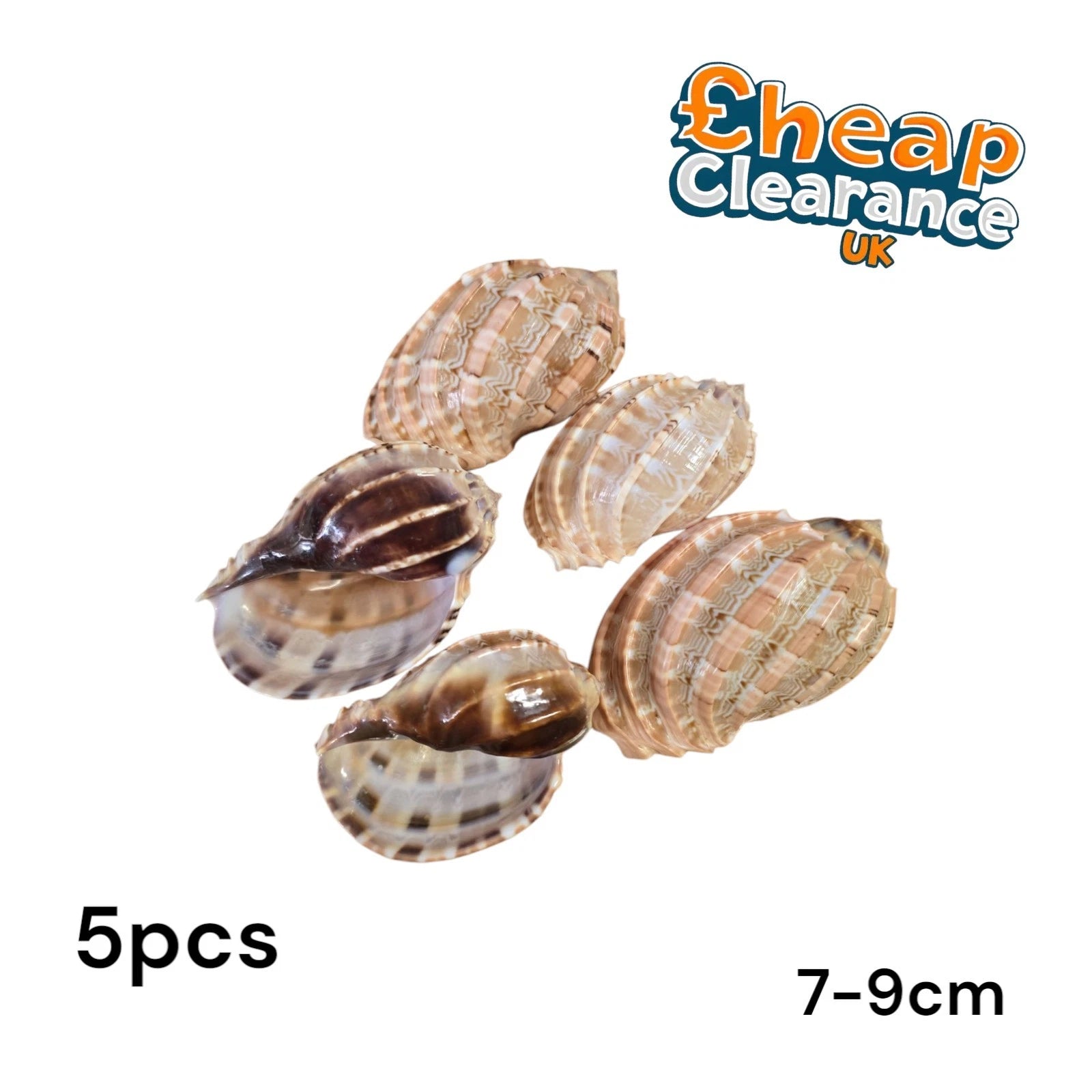5x Large Harp Conch Natural Sea Shells for Beach Theme Party Home Decorations