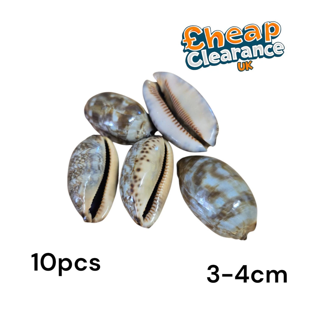 10x Humpback Cowrie Craft Seashells 3-4cm