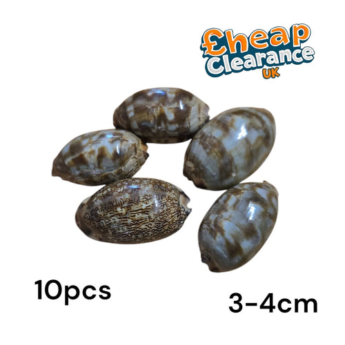 10x Humpback Cowrie Craft Seashells 3-4cm