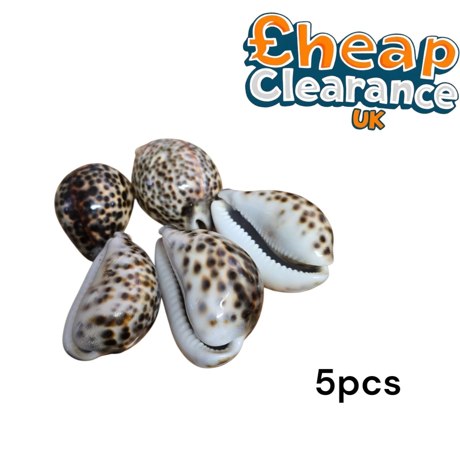 5pcs Cowrie Tiger Large 7-9cm Seashell fo Crafts, aquariums or candle accessory
