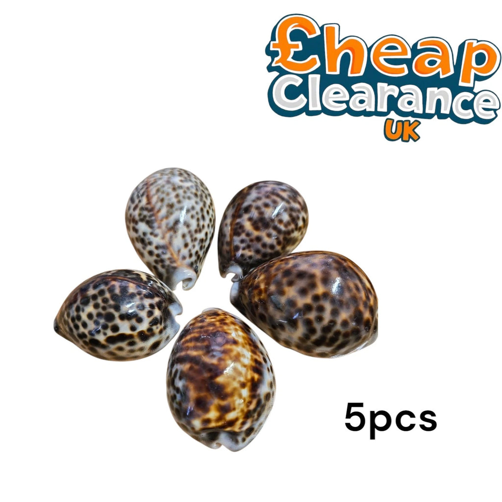5pcs Cowrie Tiger Large 7-9cm Seashell fo Crafts, aquariums or candle accessory