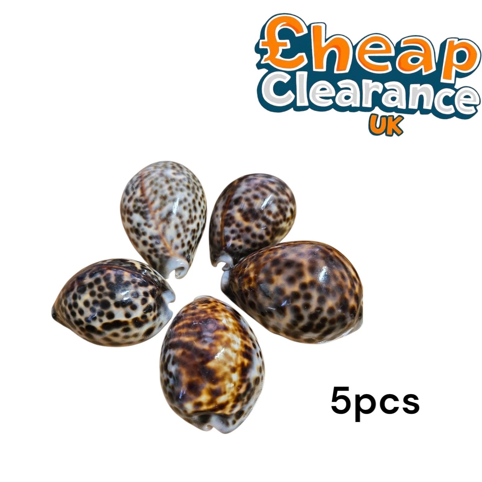 5pcs Cowrie Tiger Large 7-9cm Seashell fo Crafts, aquariums or candle accessory