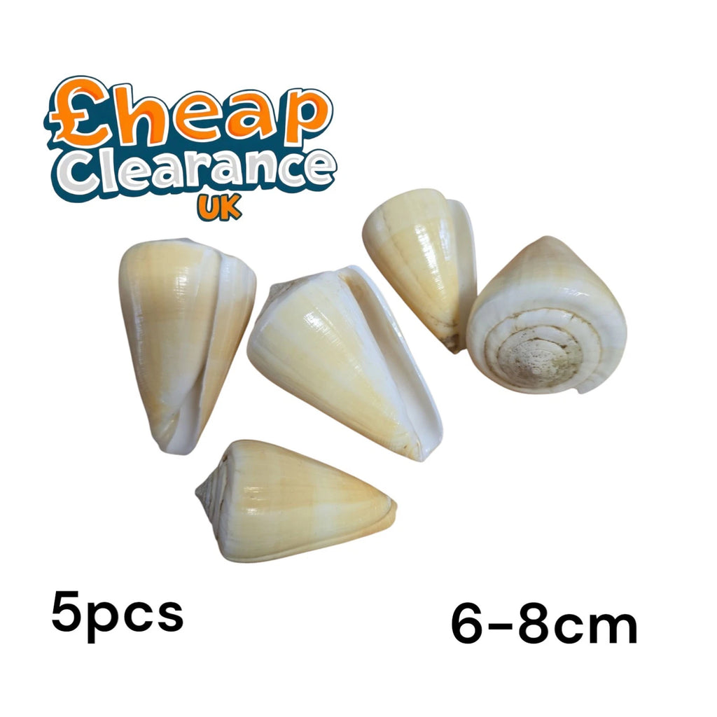 x5 Garter Cone Seashell - Great Quality Natural Shell for Fish Tanks 6-8cm