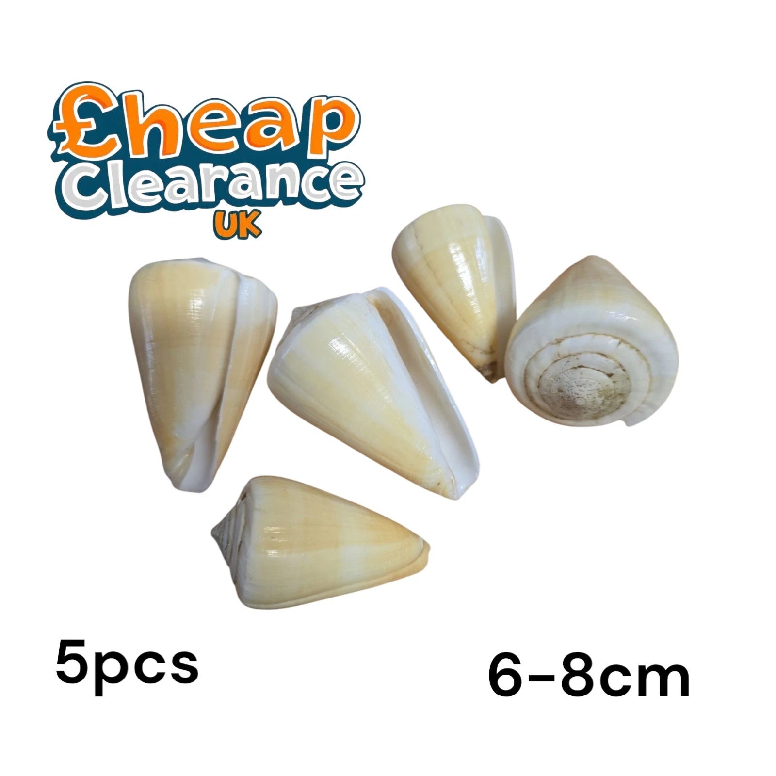x5 Garter Cone Seashell - Great Quality Natural Shell for Fish Tanks 6-8cm