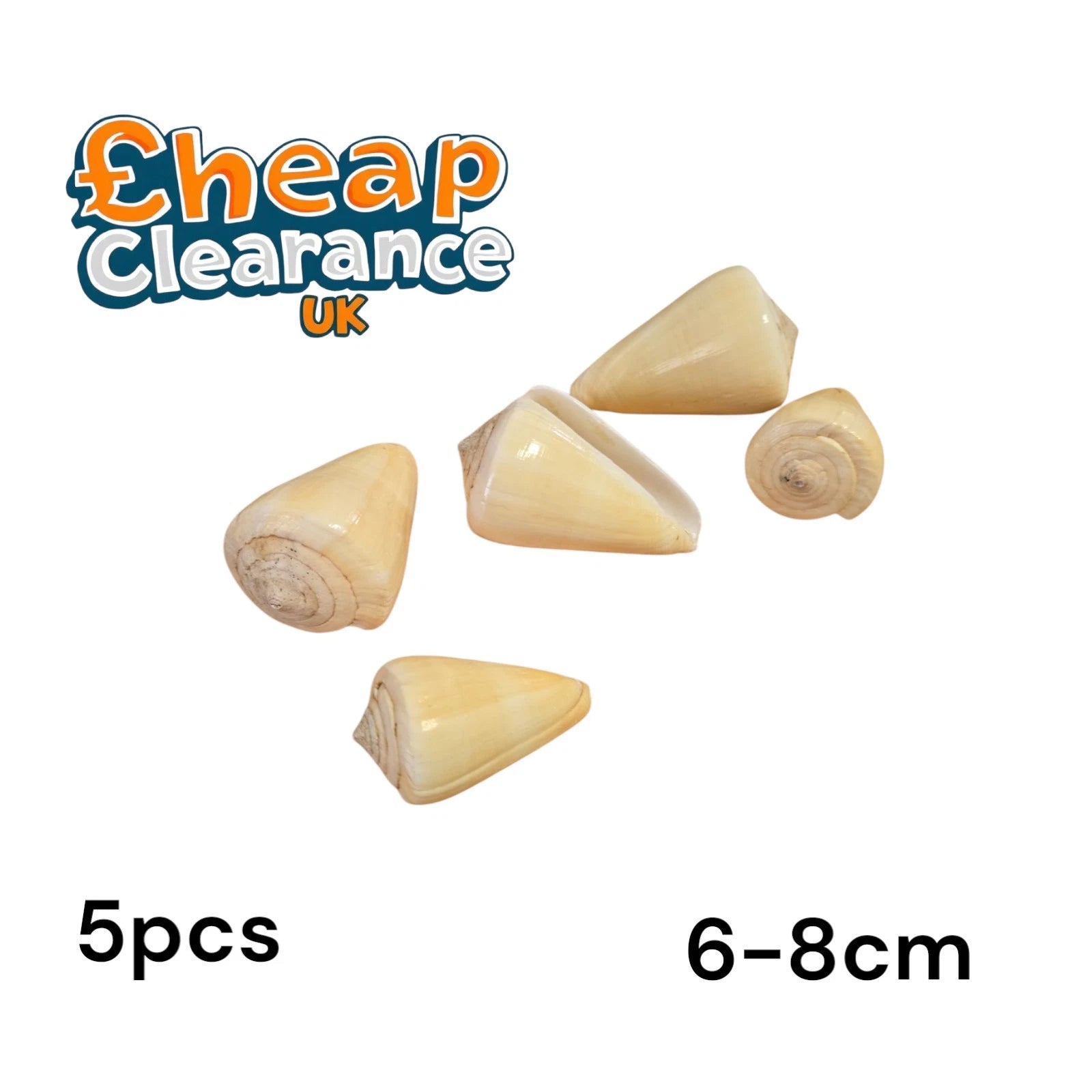 x5 Garter Cone Seashell - Great Quality Natural Shell for Fish Tanks 6-8cm