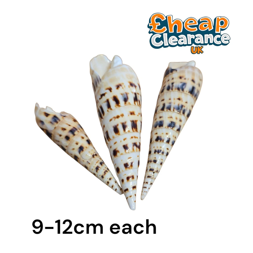 3pcs Terebra maculata Shell Fish Tank Aquarium Decor Ornament 9-12cm