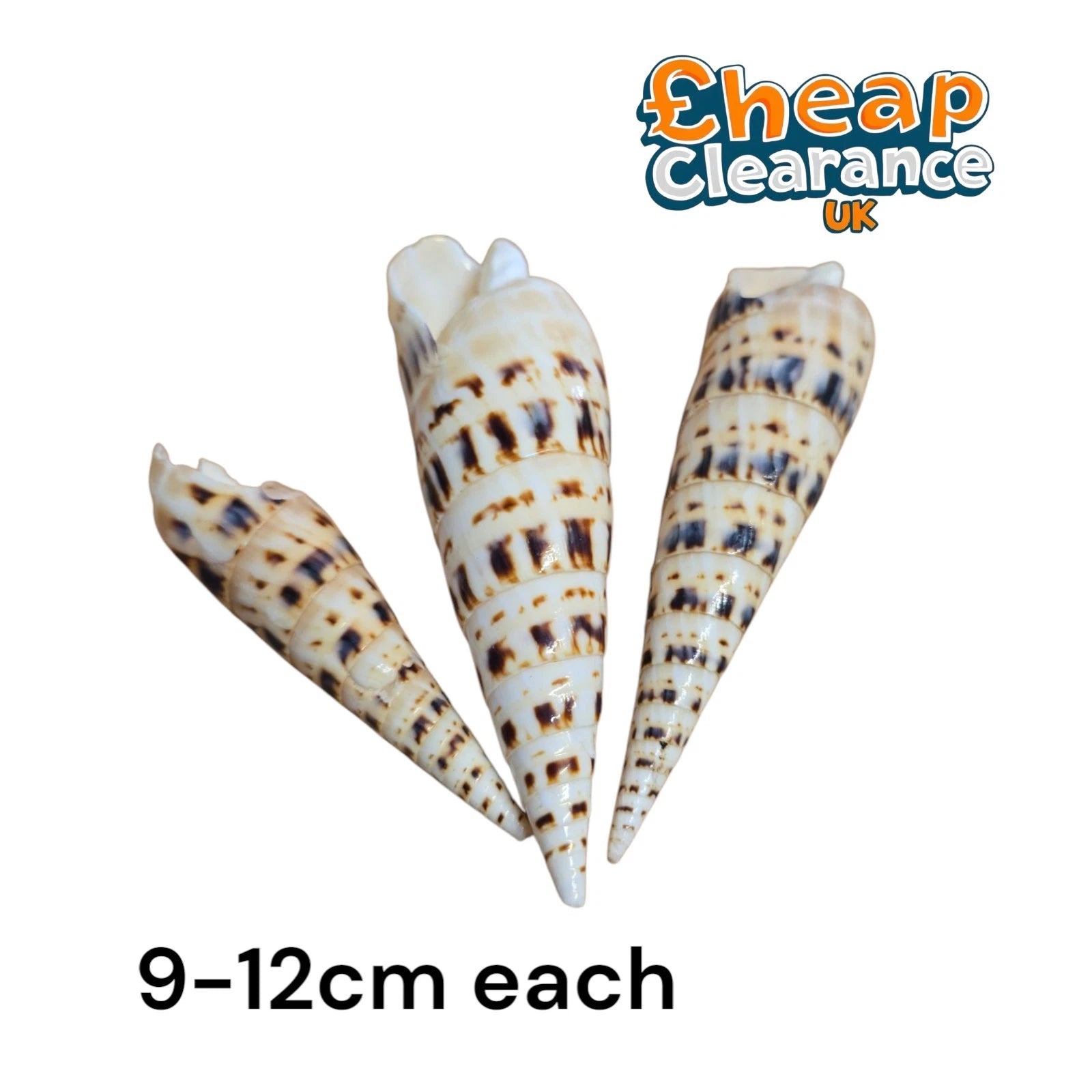 3pcs Terebra maculata Shell Fish Tank Aquarium Decor Ornament 9-12cm