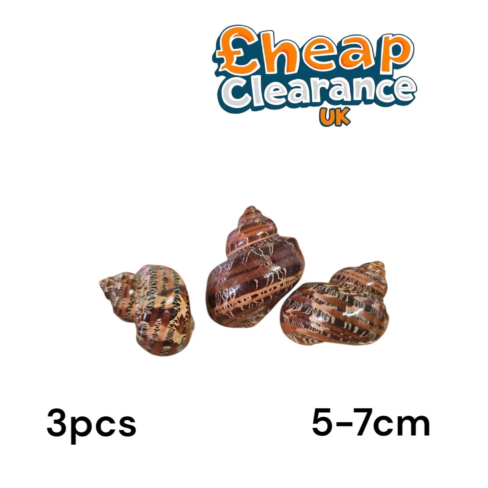 3x Tapestry Seashell | 5-7 cm | Turbo Petholatus | Beach Shell
