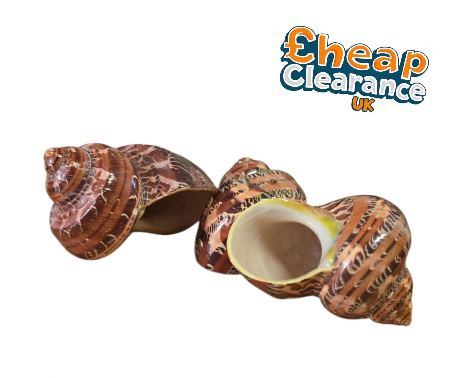 3x Tapestry Seashell | 5-7 cm | Turbo Petholatus | Beach Shell