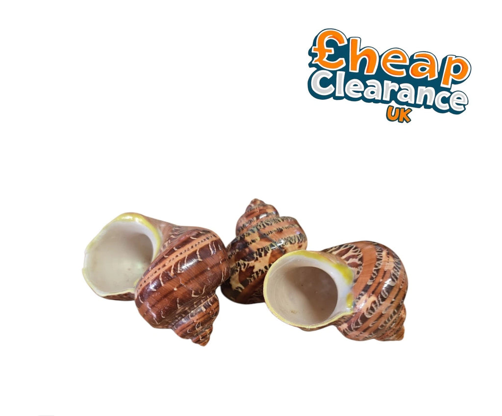 3x Tapestry Seashell | 5-7 cm | Turbo Petholatus | Beach Shell